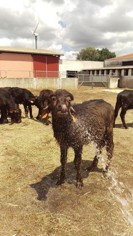 Agriturismo Pentuma Chiaramonti Zewnętrze zdjęcie