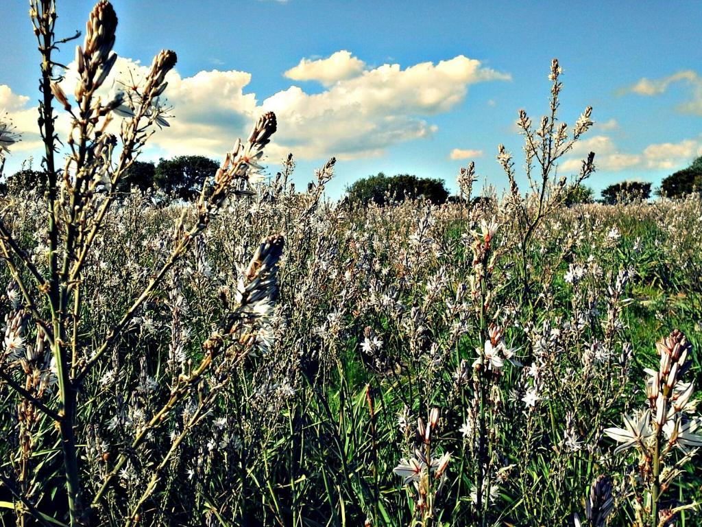 Agriturismo Pentuma Chiaramonti Zewnętrze zdjęcie
