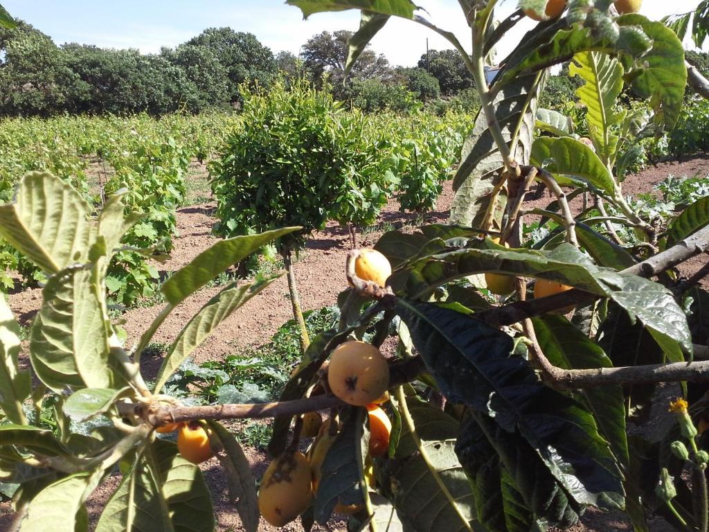 Agriturismo Pentuma Chiaramonti Zewnętrze zdjęcie